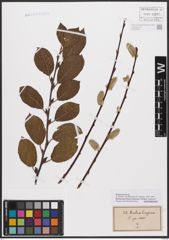 Foto von Salix caprea L.